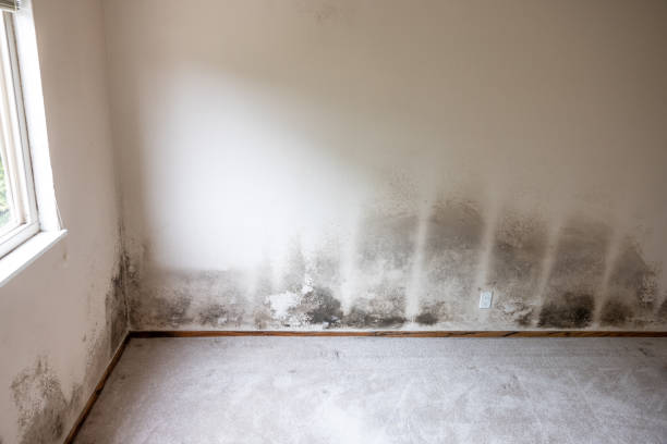 Best Mold Documentation for Insurance Claims  in Canonsburg, PA