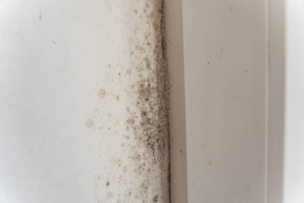 Best Post-Construction Mold Inspection  in Canonsburg, PA